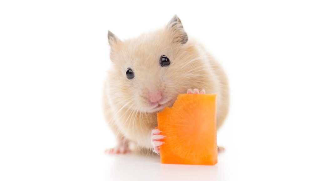 Can Hamsters Eat Carrots Safely And How Much Can They Have?