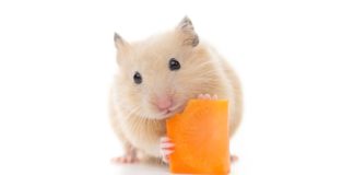 Can Hamsters Eat Carrots Safely - And How Much Can They Have?