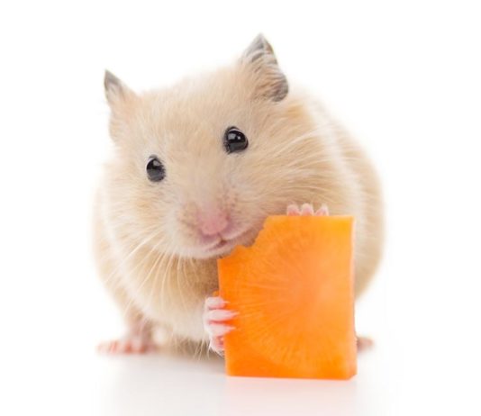 Can Hamsters Eat Carrots Safely - And How Much Can They Have?