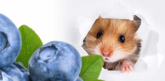 Can hamsters eat blueberries