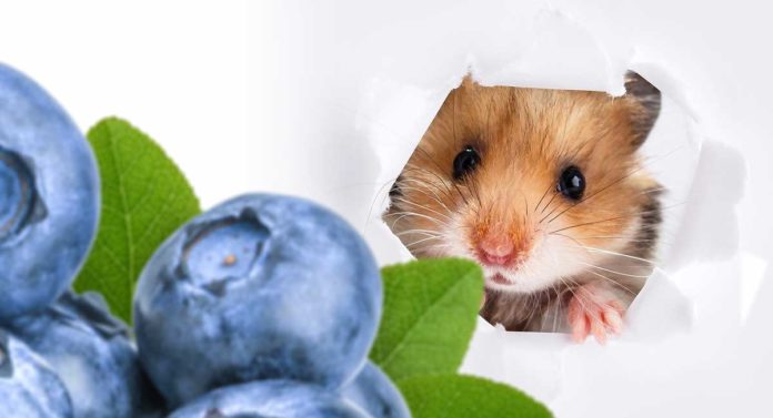 Can hamsters eat blueberries