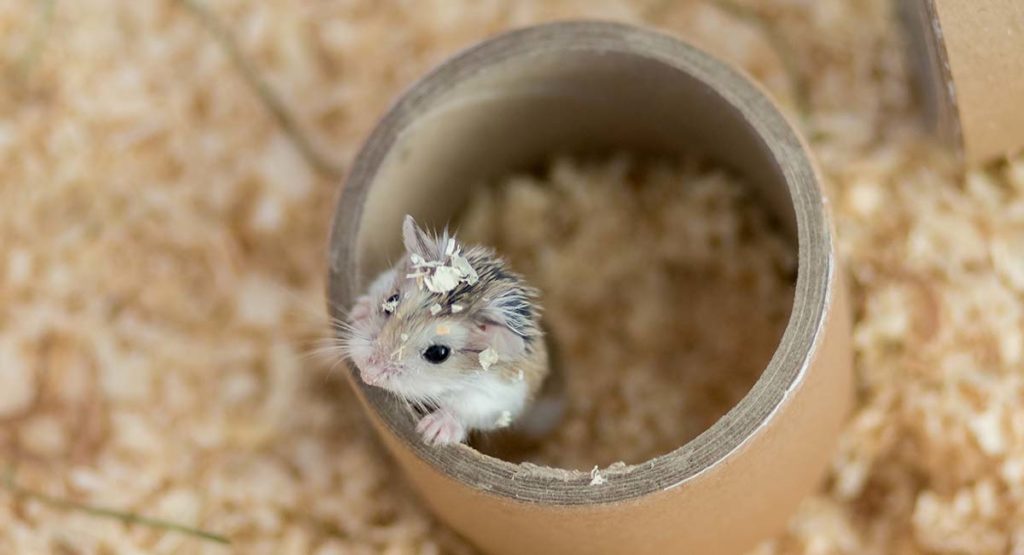 DIY Hamster Toys The Best Creative Homemade Hamster Toys