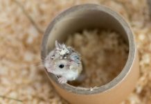 DIY hamster toys