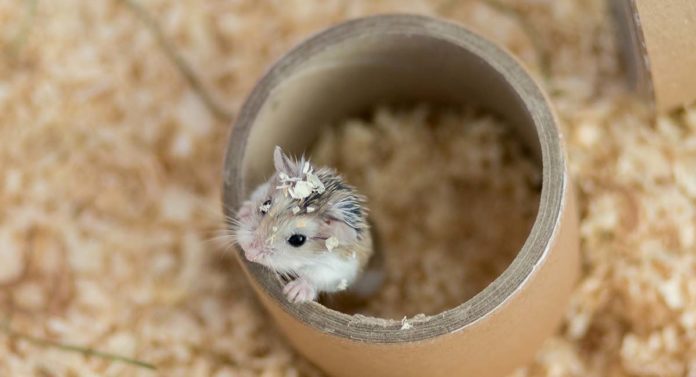 DIY hamster toys