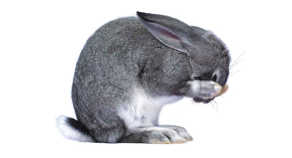 Rabbit Diarrhea Treatment, Prevention and Causes Of Bunny Diarrhea
