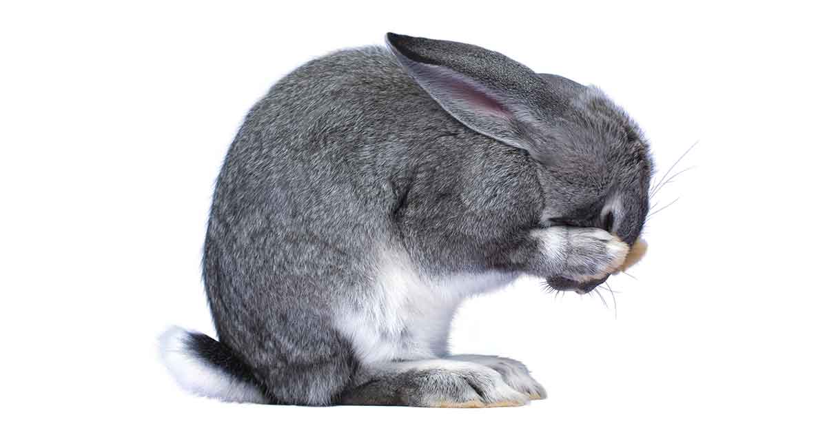 is bunny poop bad for dogs