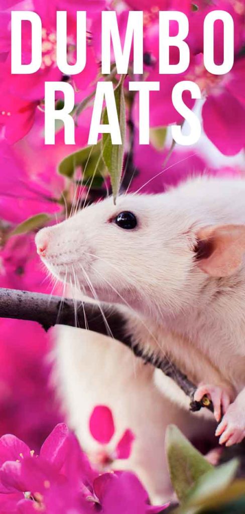 Dumbo Rat - A Complete Guide to Dumbo Ear Rats