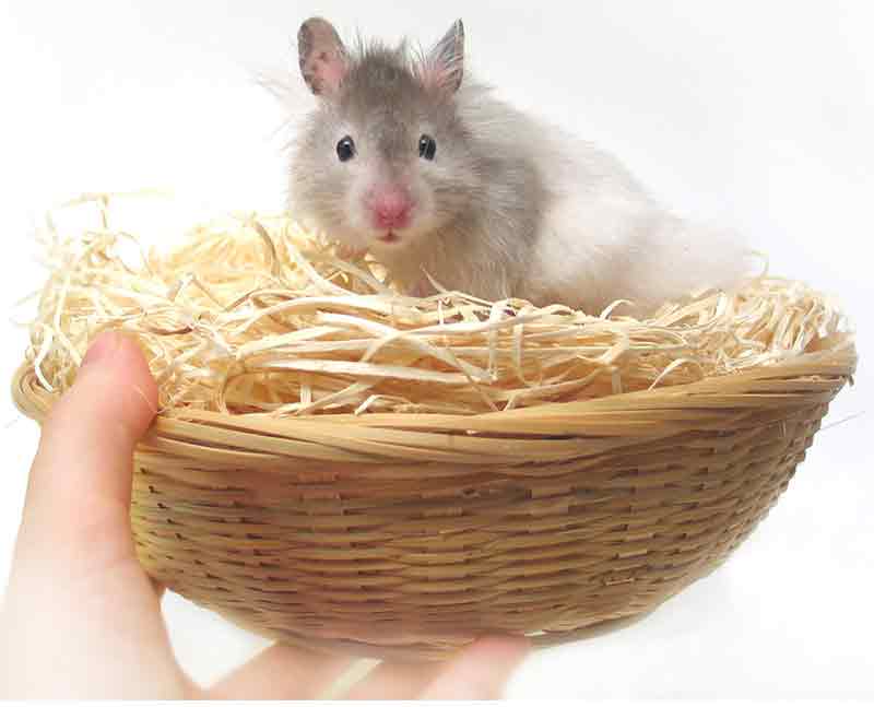 Hamsterbett