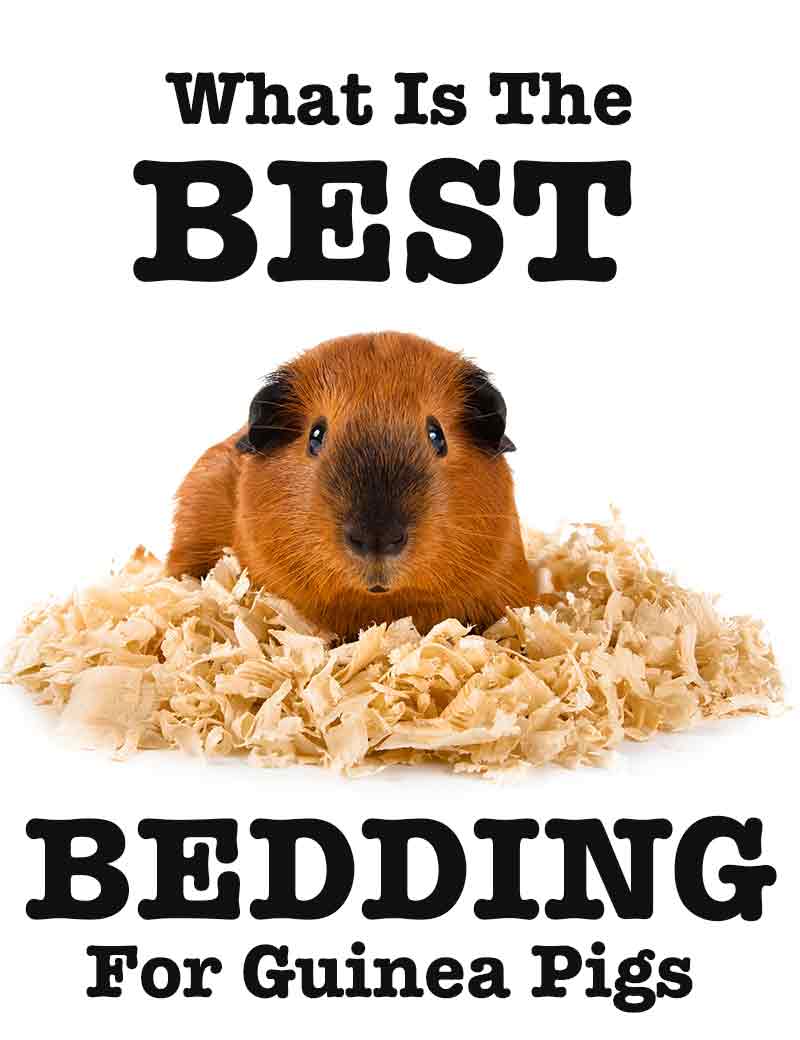 What Is The Best Bedding For Guinea Pigs?