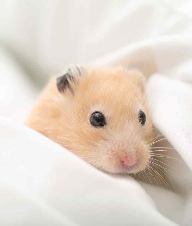 hamster bedding material