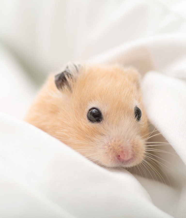 How To Bathe A Hamster Squeaks and Nibbles