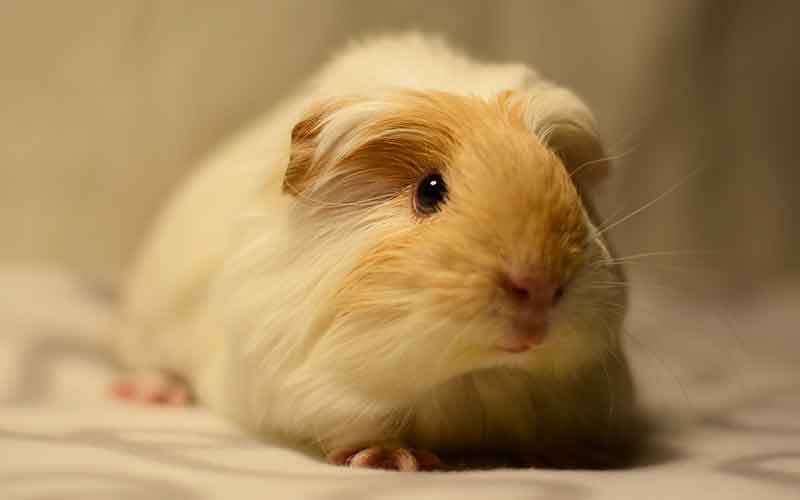 best bedding for guinea pigs