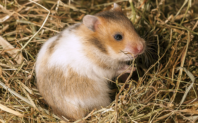  litière pour hamsters 