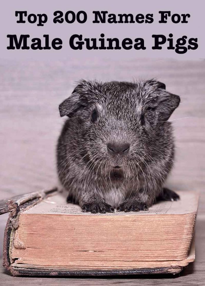 Boy Guinea Pig Names - 200 Great Names For Male Guinea Pigs