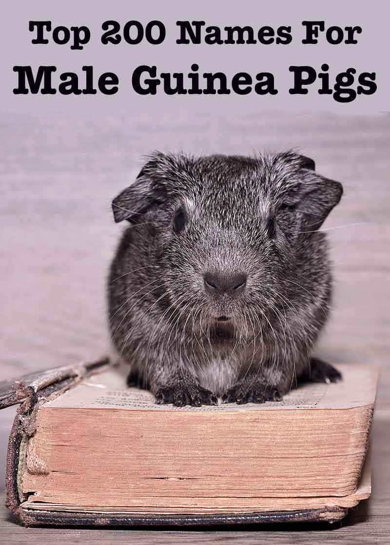 best male guinea pig names