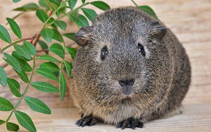 boy guinea pig names