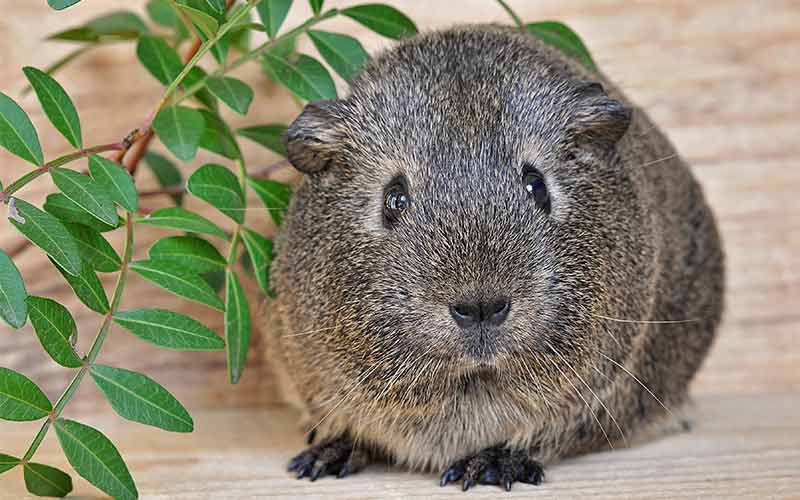 Boy Guinea Pig Names - 200 Great Names For Male Guinea Pigs