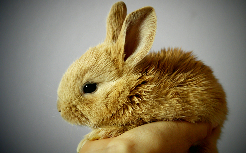 Diarrhea in Rabbits Treatment, Prevention and Causes