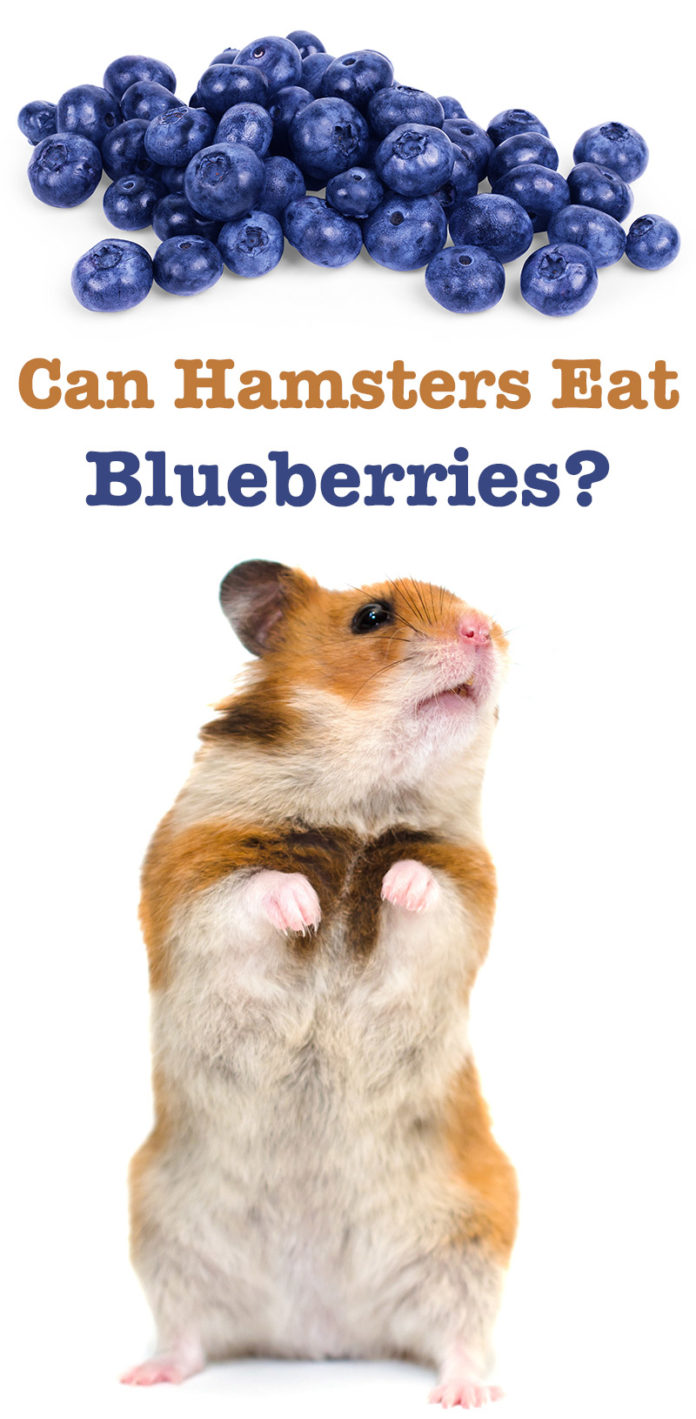 Can Hamsters Eat Blueberries? A Dwarf and Syrian Hamster Food Guide