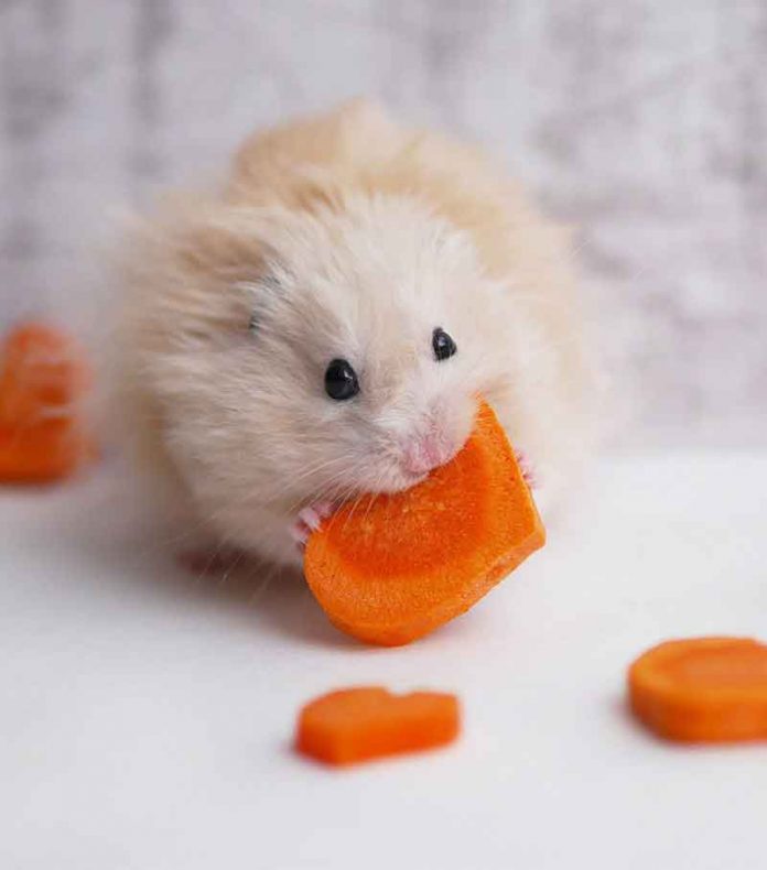 Can Hamsters Eat Carrots Safely And How Much Can They Have?