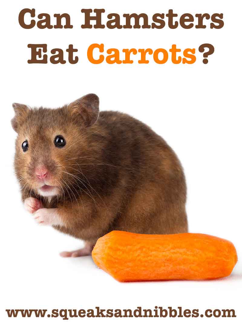 can i feed my hamster carrots