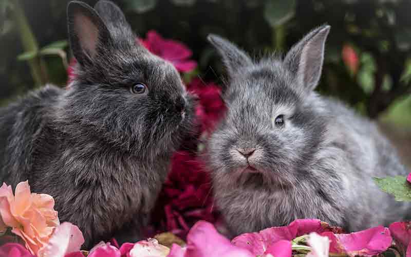diarrhea in rabbits