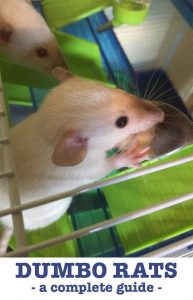 Dumbo Rat - A Complete Guide to Dumbo Ear Rats