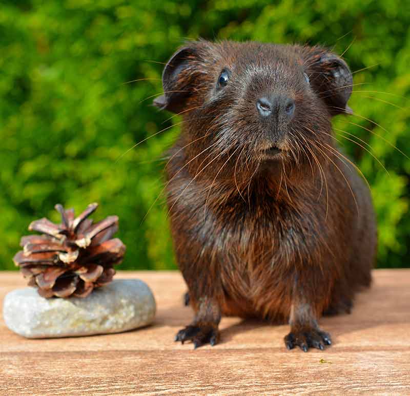 boy guinea pig