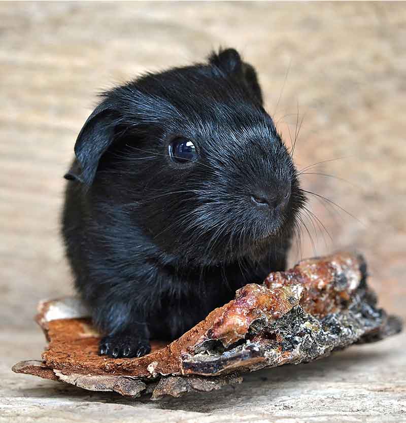 guinea pig names male