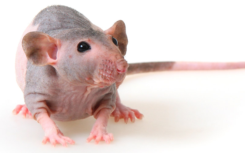 Hairless Pet Rat