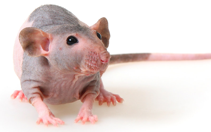 Rat Lifespan - How Long Do Pet Rats Live & How To Help Them Live Longer!