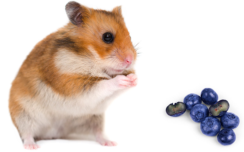 Can Hamsters Eat Blueberries? A Dwarf and Syrian Hamster Food Guide