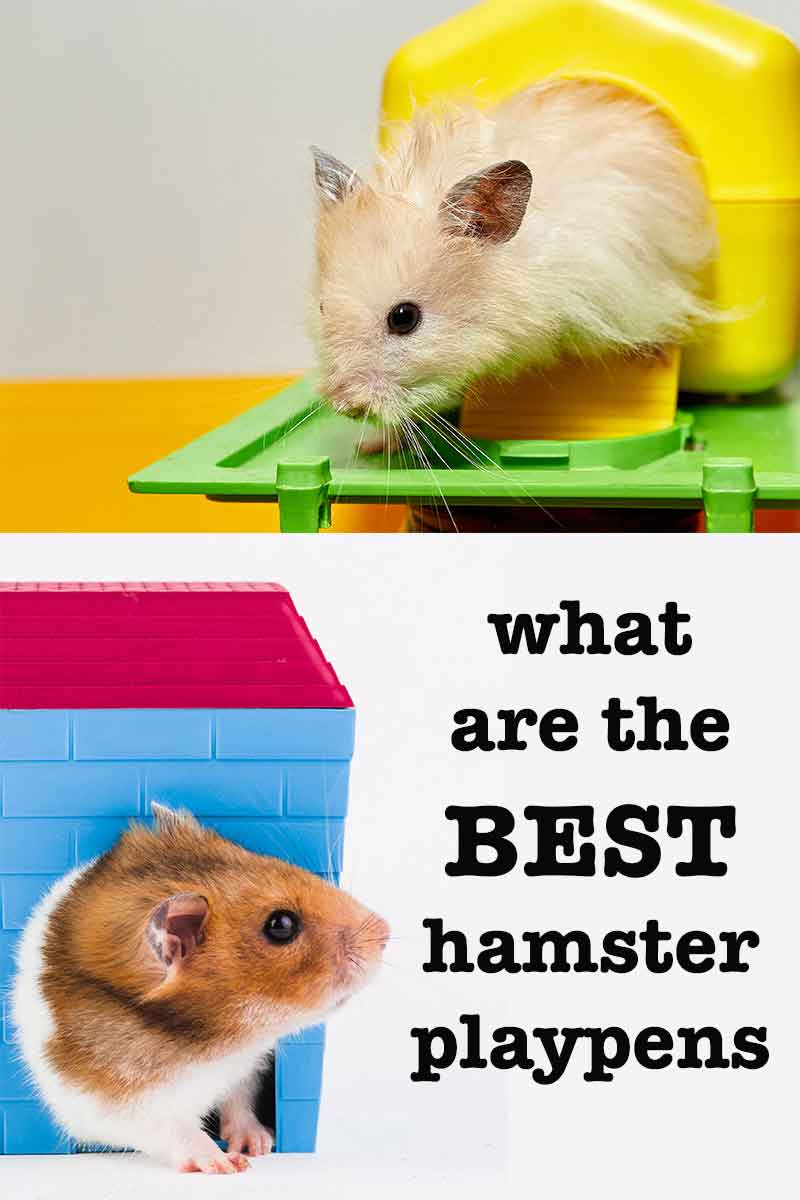 Best Hamster Playpen
