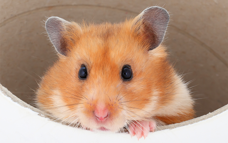 Best Syrian Hamster Cages - Squeaks and Nibbles