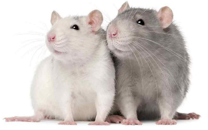 can male and female rats live together