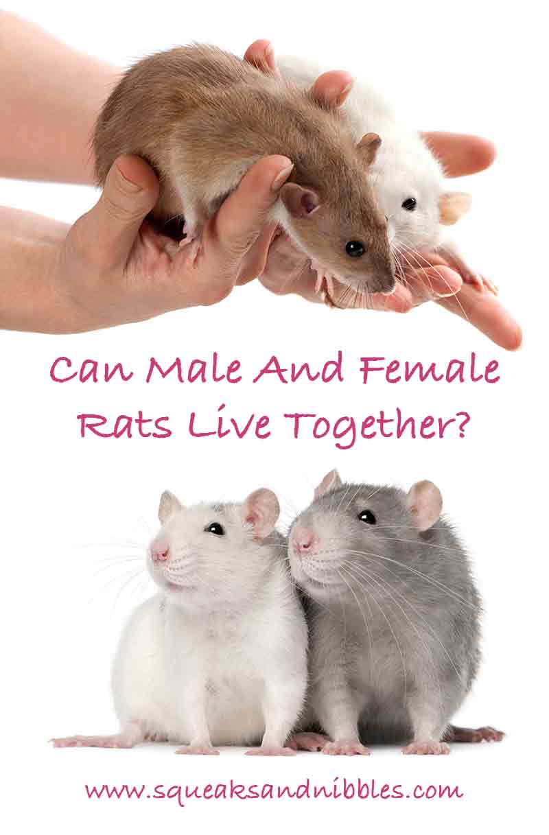 can male and female rats live together