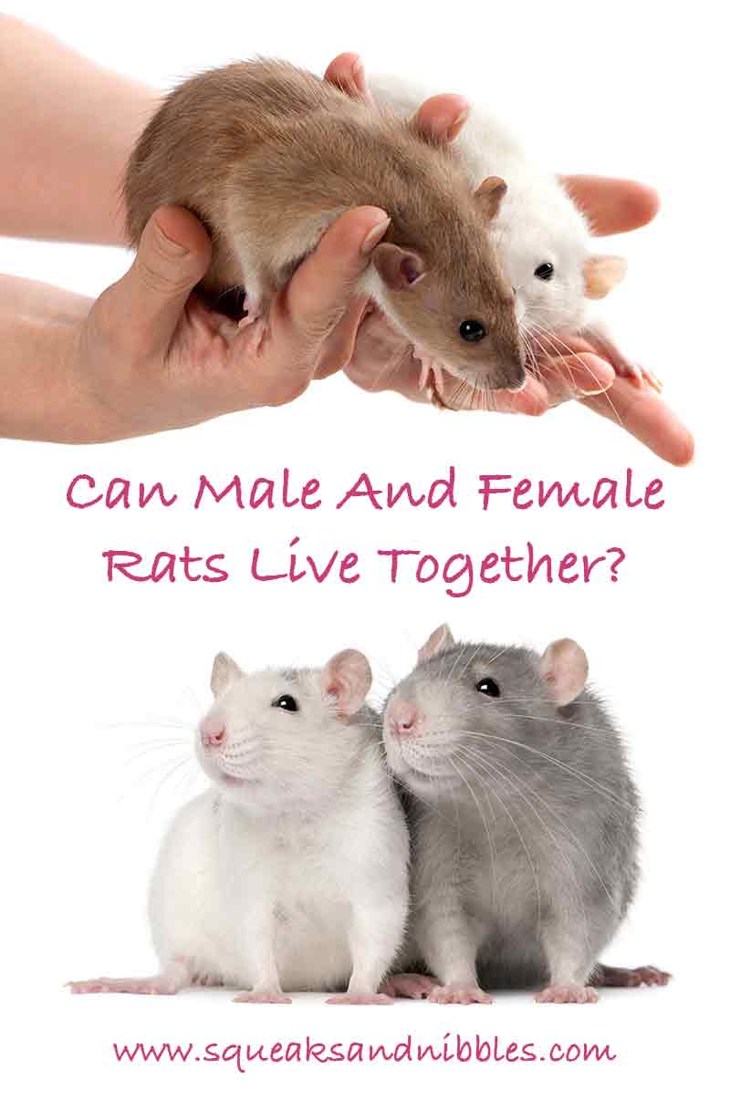 can-male-and-female-rats-live-together-in-the-same-cage