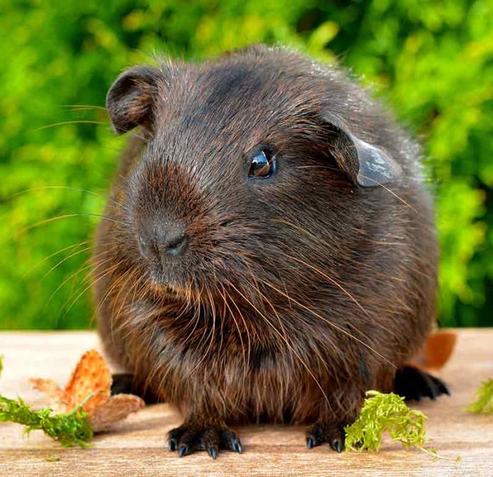 Boy Guinea Pig Names - 200 Great Names For Male Guinea Pigs