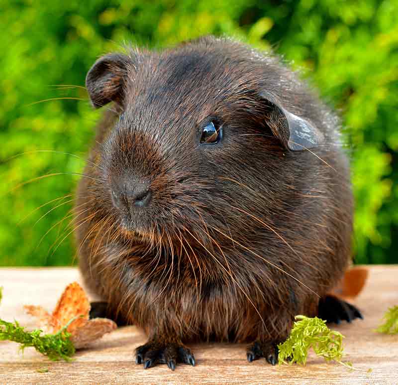 male guinea pig