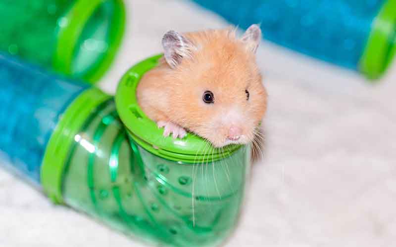 Syrian hamster outlet playpen