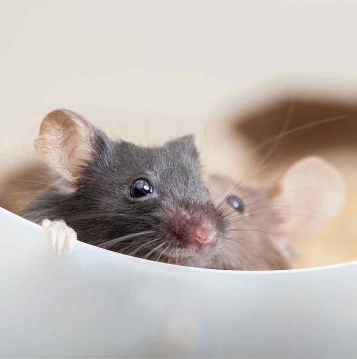 Can Male And Female Rats Live Together In The Same Cage?
