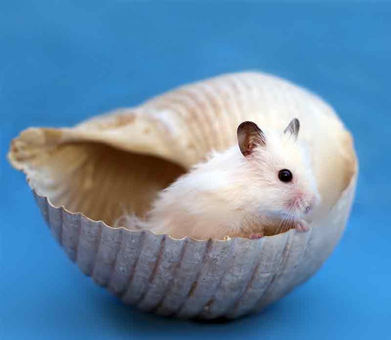 10. DIY hamster toy creation with household items.