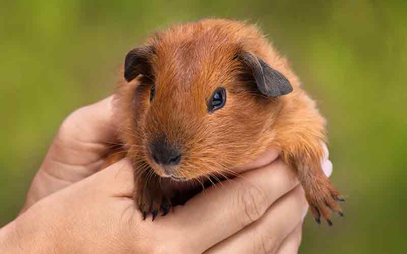 Guinea Pig Weight Chart By Age