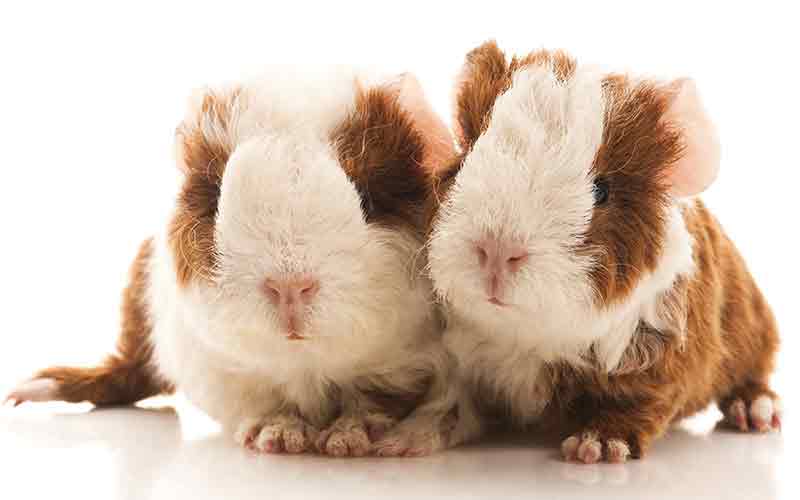 How Big Do Guinea Pigs Get A Guinea Pig Size Guide