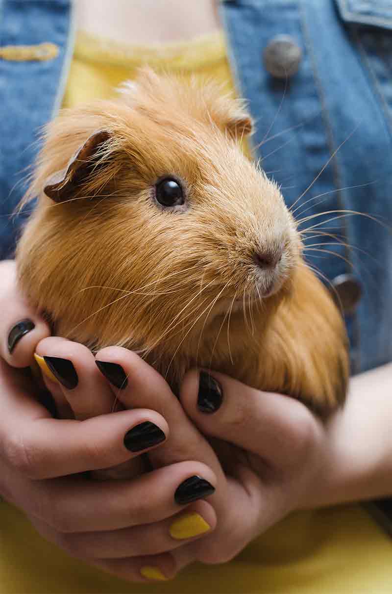 Guinea Pig Size Chart