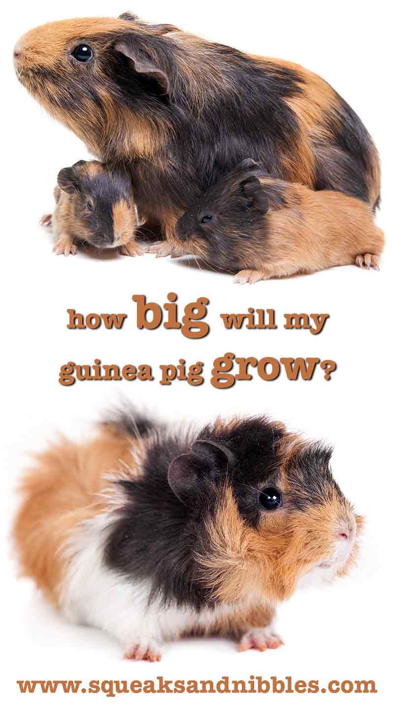 Guinea pig Size Guide - How big do guinea pigs get?