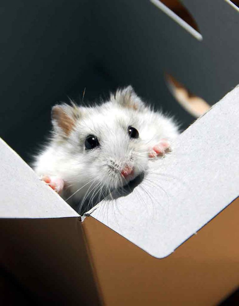 DIY Hamster Toys The Best Creative Homemade Hamster Toys