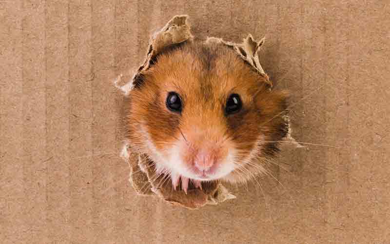 Diy on sale for hamsters