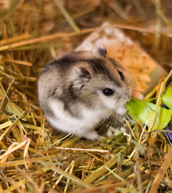 Hamster Wet Tail How To Spot It And What To Do