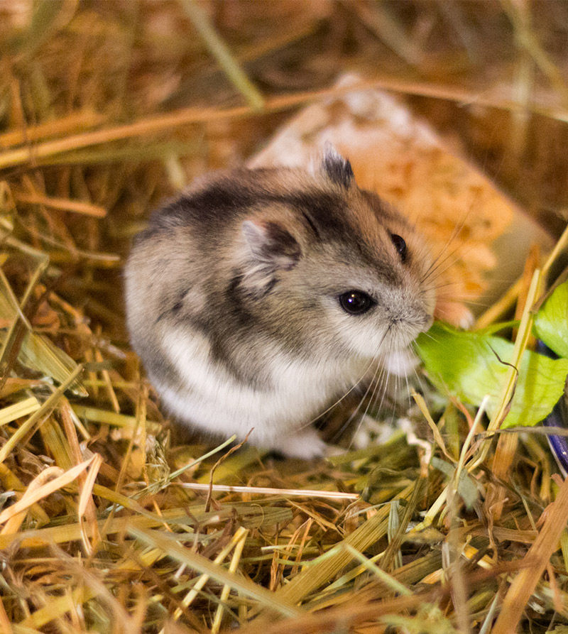  Hamster nasser Schwanz Behandlung, Symptome und Ursachen